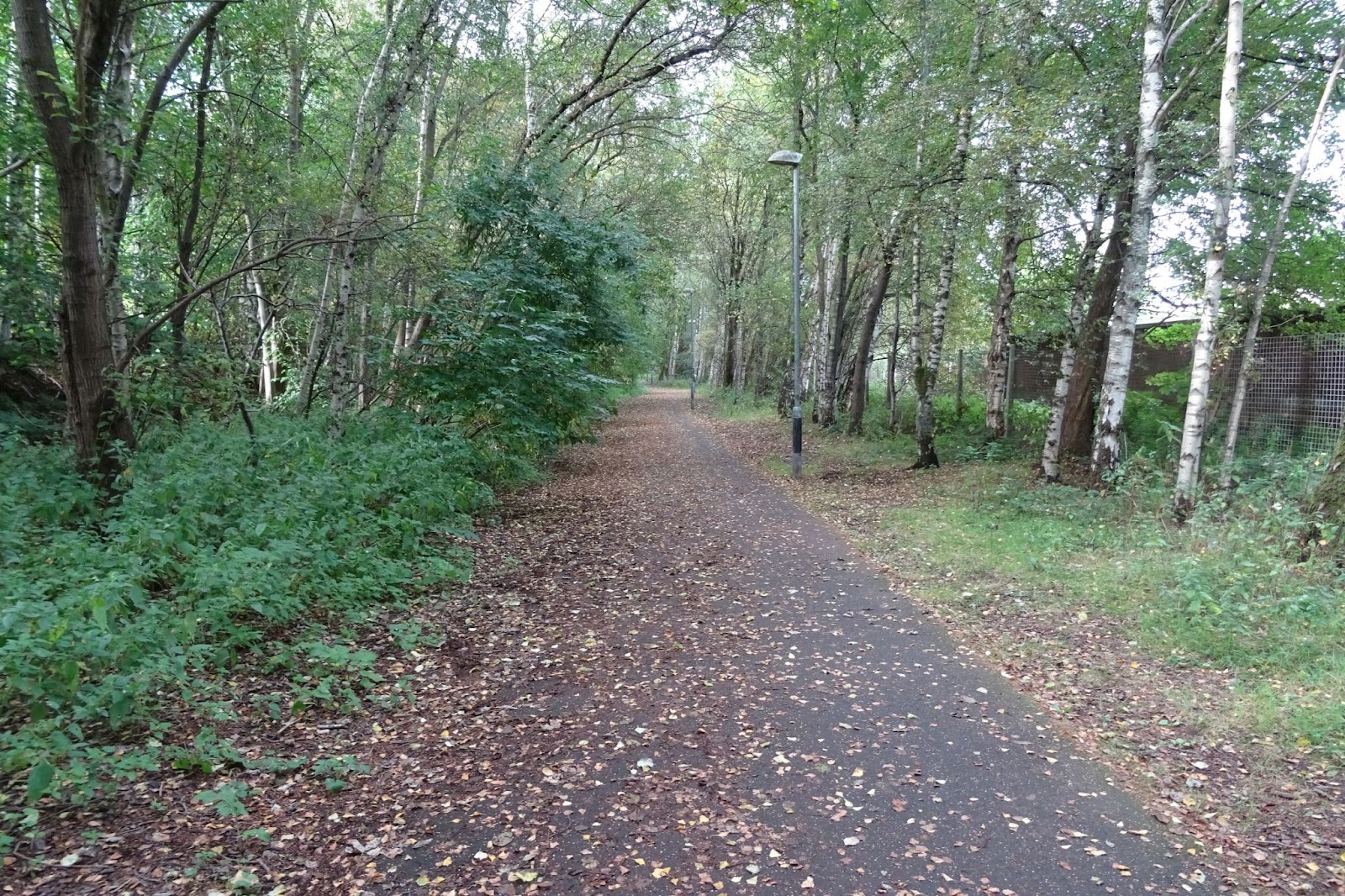 Tarmac path through trees showing fallen leaves covering all but a narrow strip